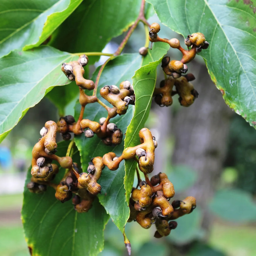 Vine tea leaves